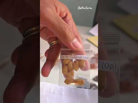 จัดเมล็ดใส่ซองเตรียมส่ง เมล็ดผักปลูกต่อได้ #แจกเมล็ด #เมล็ดฟรี #เมล็ดผักOp #ปลูกผักกินเอง