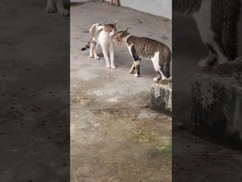 भयंकर  वाली लड़ाई  हुई  आज #cuteanimal #लाइफ #स्टाइल #cat  #funny #cutepet #love 😱😳