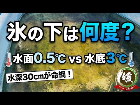 【検証】水面が凍った!氷の下の水温は何度?水深30cmがメダカを救う理由