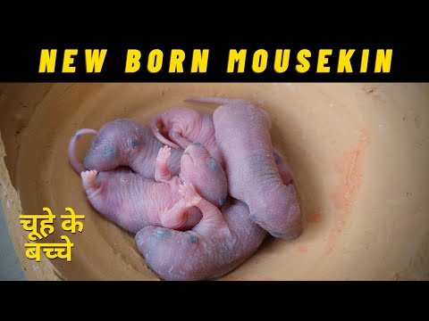 नवजात चूहे के बच्चे | New Born MOUSEKIN | mousekin | चूहे के बच्चे कैसे दिखते हैं | Power Study