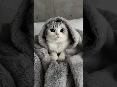 猫の動画サムネイル - 👶？ #cat #猫