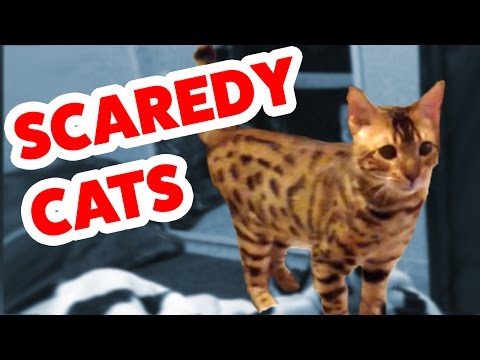 Funniest Scaredy Cat Home Videos of 2016 Weekly Compilation | Funny Pet Videos - UCYK1TyKyMxyDQU8c6zF8ltg