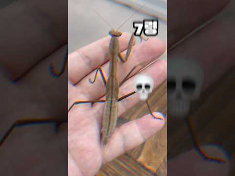 사마귀 단계별 성장 과정! 1령부터 8령까지! 거인화?! #왕사마귀 #사마귀 #곤충 #탈피 #성장 #다큐멘터리 #mantis #prayingmantis #insects