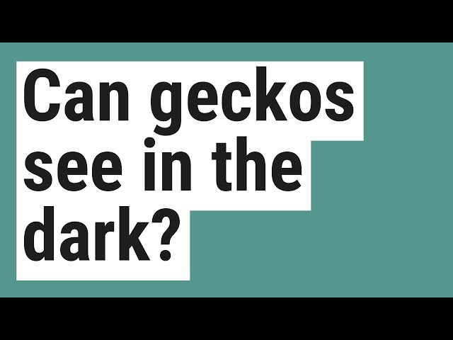 Can Geckos See In The Dark?