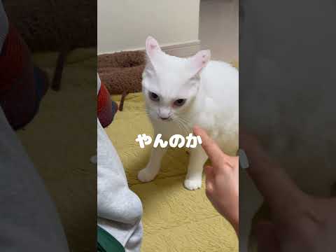 怒ってる弟猫が可愛いすぎる
