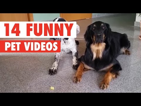 14 Funny Pet Videos Compilation 2017 - UCPIvT-zcQl2H0vabdXJGcpg