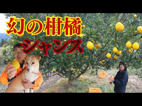 幻の柑橘「シャンス」を収穫して縁側で食べてみた！ようさんのシークワーサーも収獲したよ