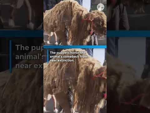 These giant buffalo puppets have a powerful message. See them roam New York.