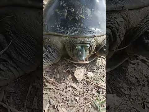 1.4kviews#animals#wildlife #animallovers #cuteanimals