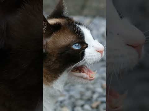 What? What? What? #cat #catshorts