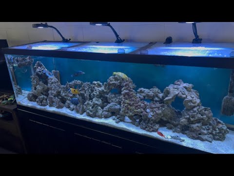 All Of My Pets. Little Trigger fish hurt! All of my aquariums, new tank, tortoise and dog shown in this quick video around the house.