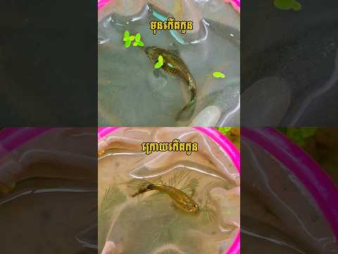 បង្កាត់ត្រីប្រាំពីរពណ៌ ២ ពូជចូលគ្នា ❤️ #guppy #guppyfish #fishtank