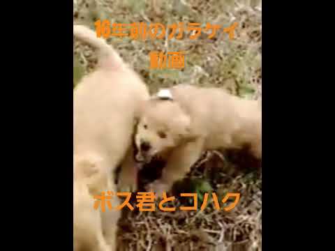 犬の動画サムネイル - 2009年4月。今から16年前のハクと子守役のボス君 #goldenretriever #puppy #癒し #ゴールデンレトリバー #ibukikohaku #可愛い犬 #ゴールデンレトリバーの子犬