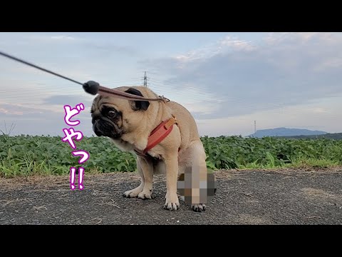 ストーカー犬 ぷぅ パグ Pug の最新動画 Youtubeランキング ストーカー犬 ぷぅ パグ Pug の最新動画 Youtubeランキング