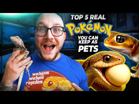 10 REAL LIFE Pokémon YOU Can Keep as Pets! Pokémon are REAL and you can keep them as pets! These are the 10 most realistic Pokémon pet option