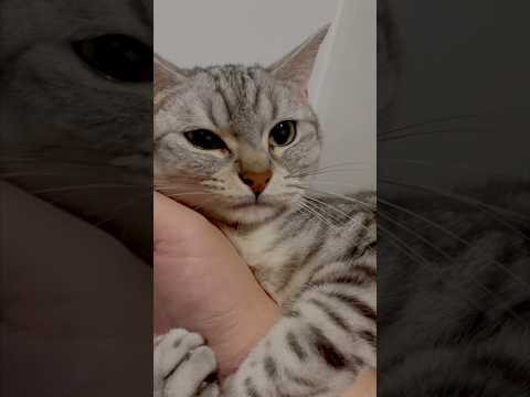 猫の動画サムネイル - 腕に巻きつく甘えん坊な猫なの!! #shorts #猫 #cat