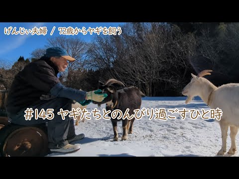 【79歳ヤギ飼い#8】ヤギたちとのんびりするひと時「72歳からの楽しいシニアライフ#145」