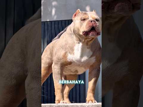 Anjing Ini Sampai Dilarang di Beberapa Negara?! 😱 Sifat Aslinya Bikin Kaget! 🐶