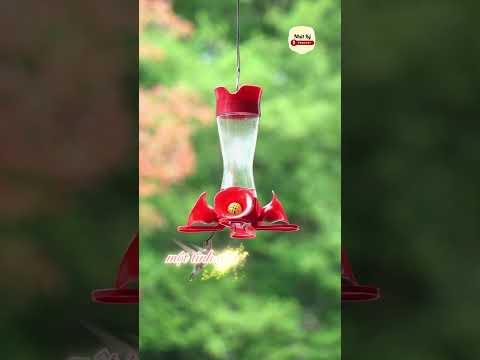 Tình yêu đồng giới | Short Nhật Ký Podcast