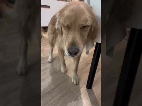 又偷偷摸摸干啥了 耳朵还没收好就开始#金毛 #鬼迷日眼的金毛 #金发闭眼