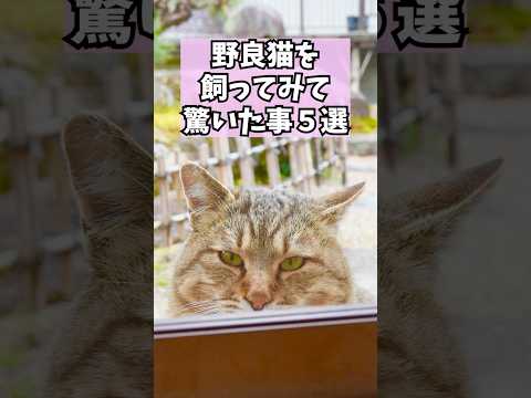 野良の成猫を飼ってみて驚いたこと5選 #元野良猫 #かわいい #猫ッチョファミリー