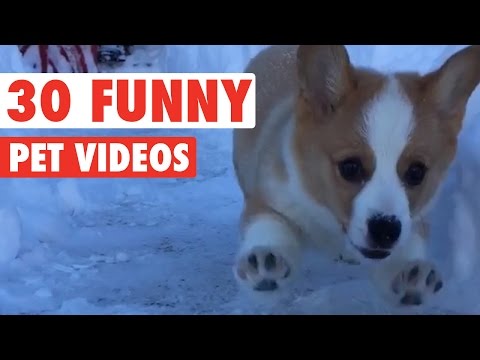 30 Funny Pet Videos Animal Compilation 2016 - UCPIvT-zcQl2H0vabdXJGcpg