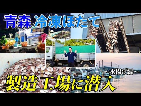 【青森】冷凍ほたて製造工場に潜入！〜前編（ほたて水揚げ編）〜