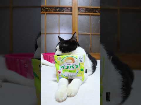ペコパフの矢堅目塩＆バニラ味の猫動画｜癒しのかわいい猫たちの様子 サムネイル