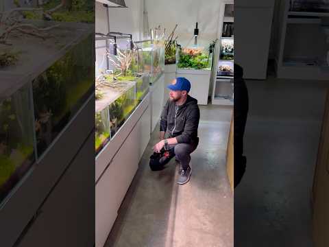 Amazing Aquascaping Inspiration! 🌿 Take a tour with me through CK Fish World in West Covina, CA, just outside Los Angeles — a shop th