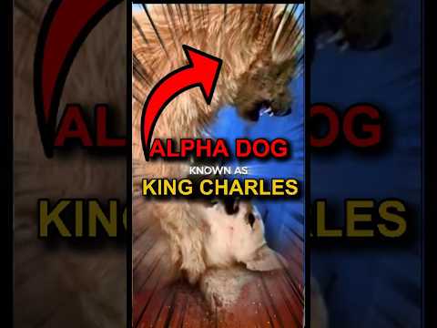 Alpha Dog of the World! (King Charles)