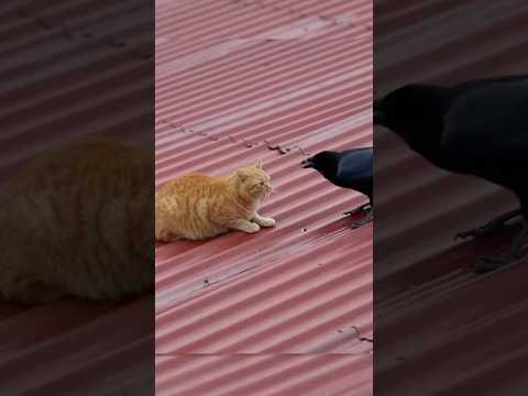 Crow vs Cat: Unbelievable Ending! 🤯 Bird GRABS Orange Cat and FLIES AWAY!