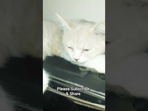 Cat Videos | Mochi | Funny Videos| Cat Videos #cat #catvideos #shorts #trendingshorts #funny-6