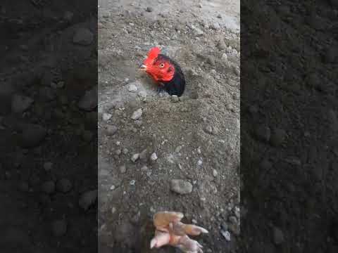 #aseelmurga #roosterfarm #aseelmurga #roosterfarm #chickenbreeds #birds #assel #chickentypes