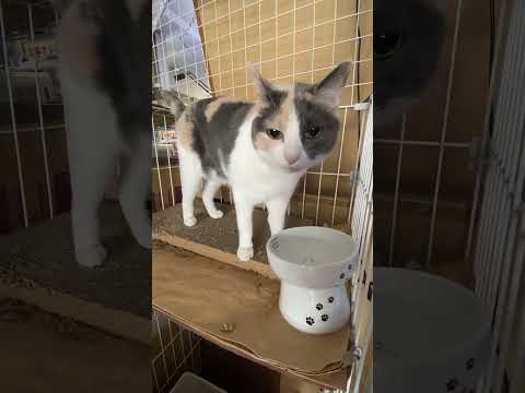 thumbnail_GmL7eOXO5tE