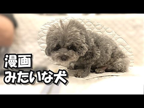 動画の最後に漫画みたいなオチをする犬がこちらです。