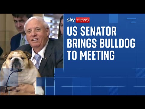 US Senator brings bulldog to meeting to share her 'testimony'