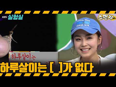 [지식실험] 하루살이는 [   ]<strong>가</strong> 없다 [스펀지] | KBS 20040626 방송