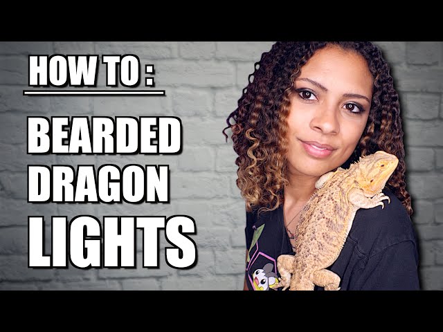 What Lights Do You Need For A Bearded Dragon?