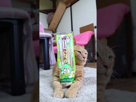 猫の動画サムネイル - ロールちゃん　メロンクリーム　250601　#のせ猫 #cat #ネコ #のせ猫 #ねこ #ねこ #cute #かご猫 #猫のいる暮らし