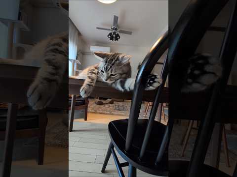 猫の動画サムネイル - アメショーのラッテ＃アメリカンショートヘア＃アメショ＃猫との暮らし＃猫と暮らす家 #cat ＃猫