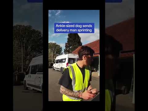 #funnydogs#cute#doglover#doglife#cure#dogshorts#pet#doglife#dogshorts#funnyanimals