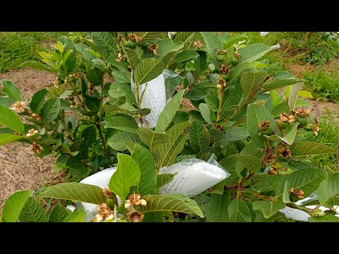 Giống ổi nữ hoàng siêu chái chúc các bạn xem video vui vẻ nhé Zalo 0369531040