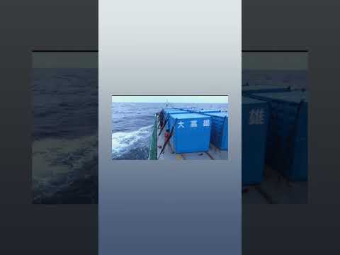 مطالق الحمام الزاجل في البحر #birds #الوكره #اكسبلور #ورك #التغطيه #pigeon #طيور #birdsounds #birds