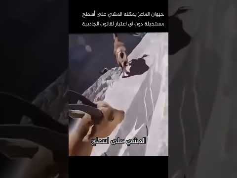 كيف يقوم حيوان الماعز بالمشي على الأسطح المستحيلة ؟؟؟