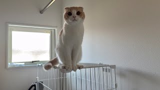 動画サムネイル