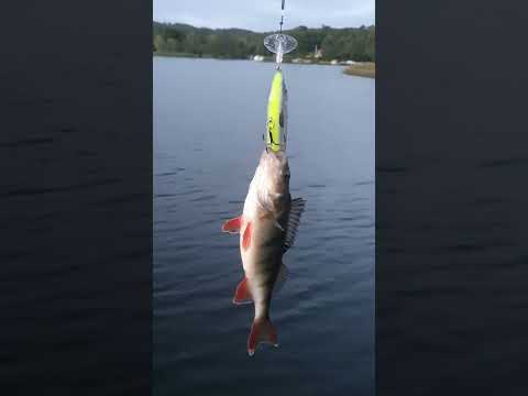 Perch fishing #shorts #fishing