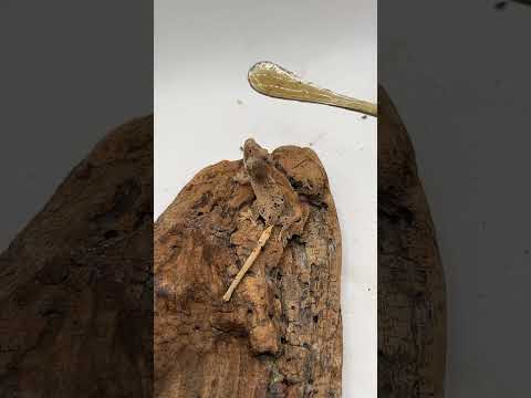 2025年自家繁殖生体給餌ライブ ハイライト