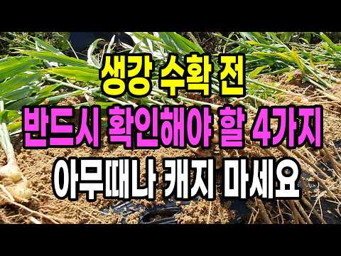 <strong>생강</strong> 수확시기 반드시 확인해야 할 4가지, 정확히 이때 캐세요