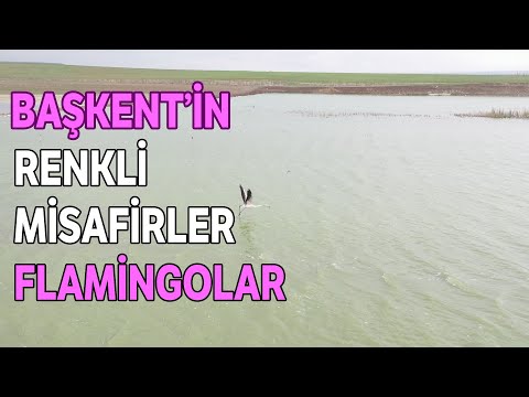 Başkent’in Renkli Misafirleri Flamingolar ‘Mogan Gölü’ Semalarından Geçti