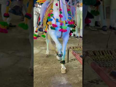 Bansi🍁 moral ashv farm #horse #trending #kathiyawadi #horseriding #horsedance #wedding#shorts